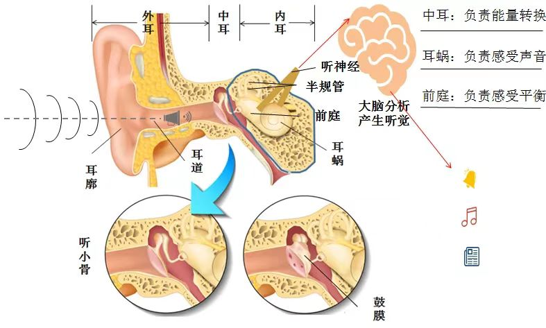 【科普专栏】第二十五个爱耳日，科技助听，共享美好生活